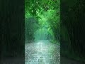 Heavy Rain in Forest Deep Sleep in 10 Minutes #rainsounds #sleep #shorts