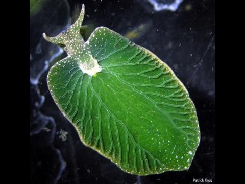 Eastern Emerald Elysia (Elysia chlorotica) - Photosynthetic Animal