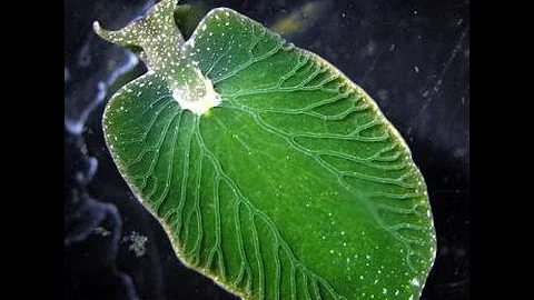Eastern Emerald Elysia (Elysia chlorotica) - Photo...