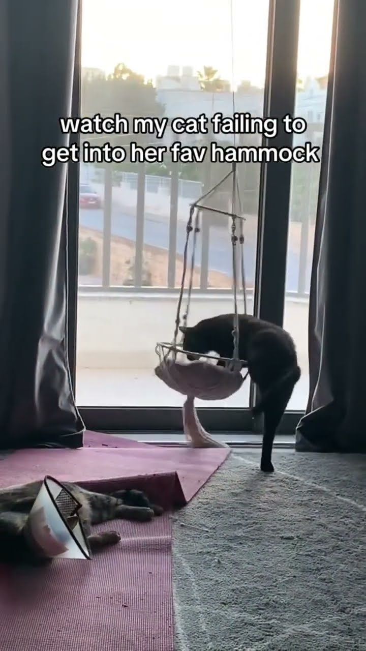 Unfortunately the Kittyo could not get in until concert