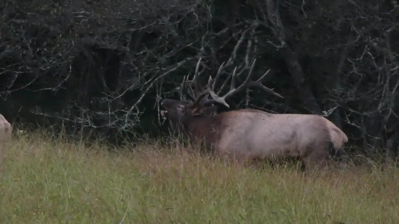Elk Bugle YouTube