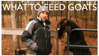 The Goat Feeding Guide