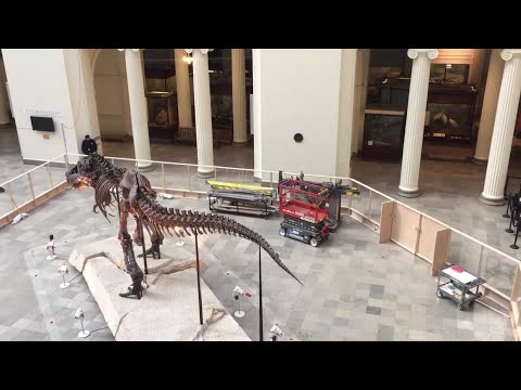 field-museum-to-move-sue,-the-t.-rex-for-new-display