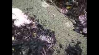 Lewis & Benbow Video: Maggot Dispersal
