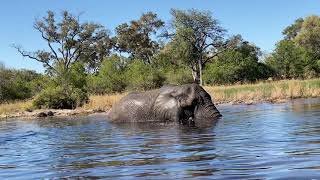 Jabu in his swimming hole | Living With Elephants Foundation | Botswana