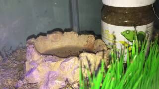 Amazing Toad Facts And Care Tips Hd