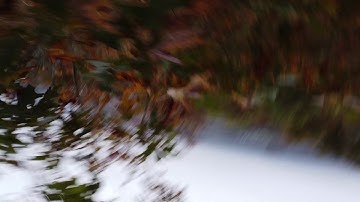 Drone Crash! Crashed my DJI Mavic Mini into a tree!