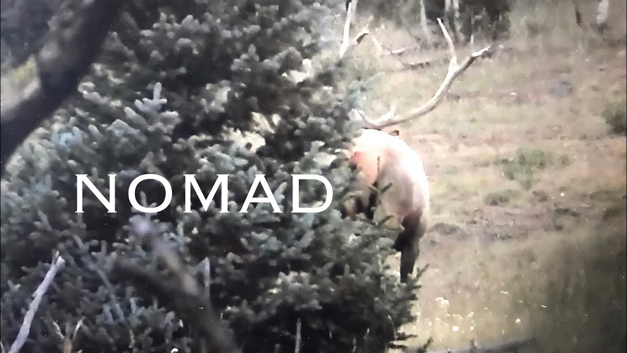 Utah Archery Elk Success Rate Utah Archery Elk Success Rate