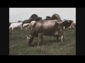 Milk the Co-op Way 1953 Dairy Farming Documentary Film