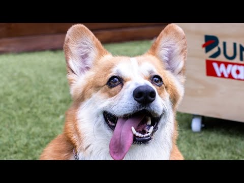 The Dog House