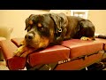 German Rottweiler LOVES His Adjustment - Dr. Chase Horton Chiropractic