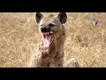 FEAR GRIPS LUNDAZI, LUMEZI OVER HYENA ATTACKS