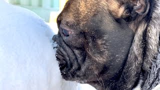 It's freezing outside 25 C | How does the French Bulldog cope?