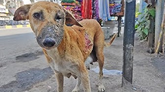 Animal Aid Unlimited, India - YouTube