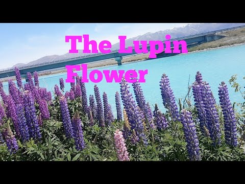 Video: Lupin Multifoliat (24 Fotografii): Descrierea Lupinului 