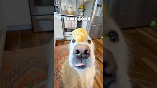 I Got A Croissant Denretriever