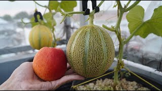 Trồng dưa lưới từ quả dưa lưới có cho quả to không |Growing melons from melons will the fruit be big