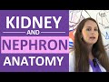 Kidney and nephron anatomy structure function  renal function system