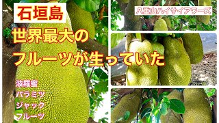 特大!12キロ 波羅蜜 パラミツ ジャックフルーツ 石垣島産 石垣島】パラミツ 世界最大のフルーツが生っていた - YouTube