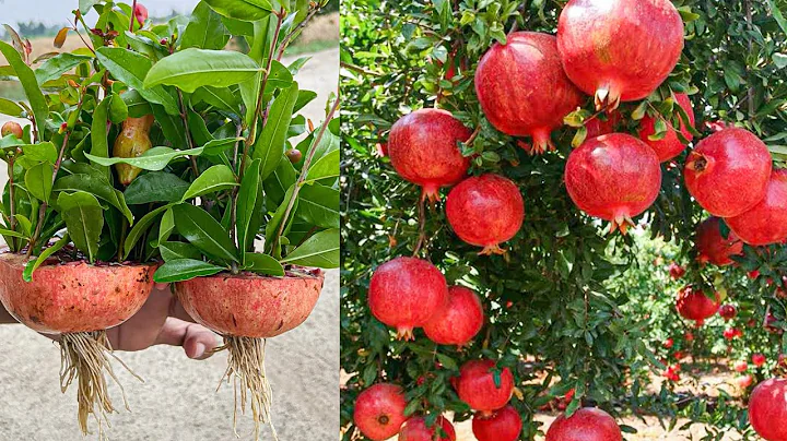 Pomegranate With Pomegranate: How To Grow Pomegranate Trees From Pomegranate Using Bottle In Water - DayDayNews