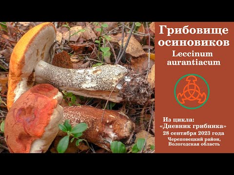 Грибовище осиновиков. Leccinum aurantiacum. Дневник грибника 28 сентября 2023 года.