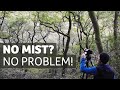 No mist no problem  woodland photography inspiration