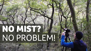 No Mist? No Problem! - Woodland Photography Inspiration