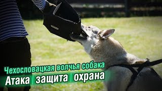 Дрессировка влчака на защиту и охрану Дрессировка влчака на защиту и охрану