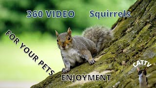 360 video of squirrels yard