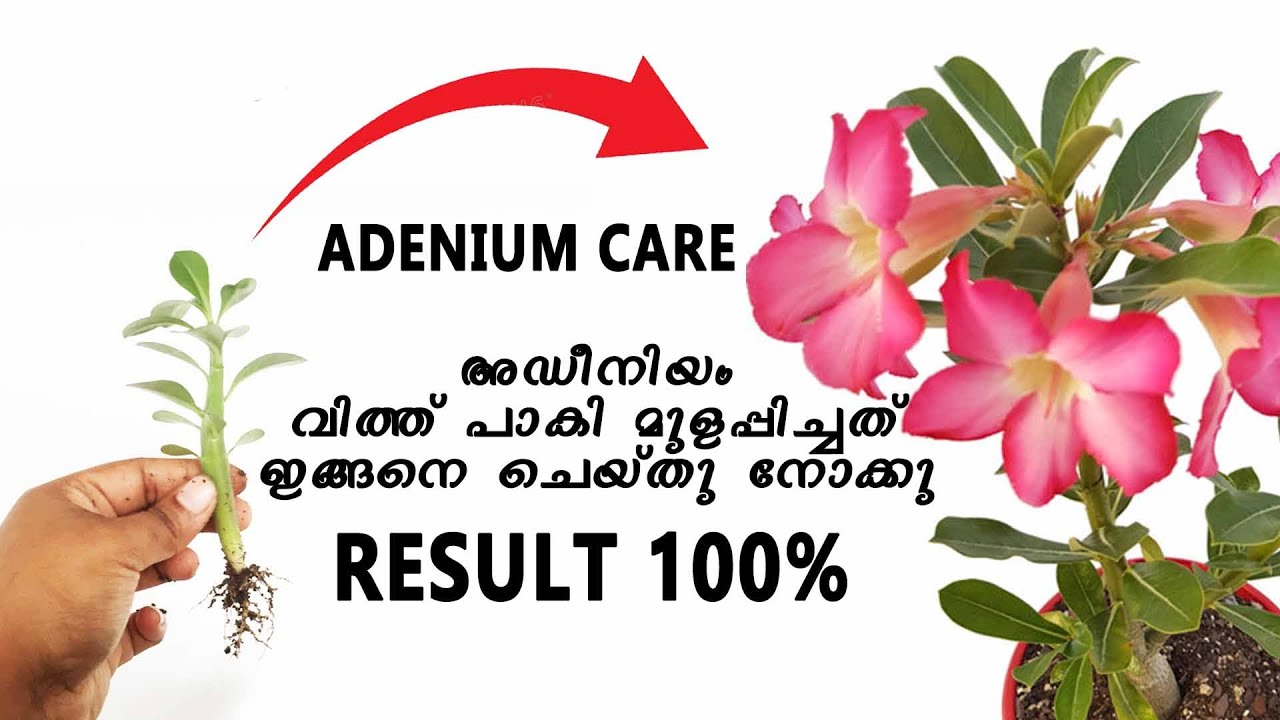 ADENIUM CARE | അഡീനിയം വിത്ത് പാകി മുളച്ചത് ഇങ്ങനെ ചെയ്തു നോക്കു ...