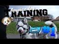 Service Dog Training #1 - The Basics!