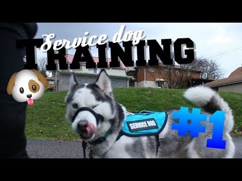 service-dog-training-#1---the-basics!