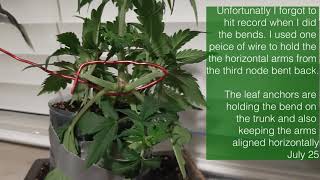 Seed to Cannabonsai Episode Three (defoliation, trimming, wire and string)
