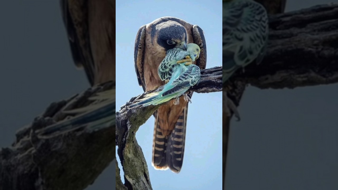 birds release ( Azad ) 