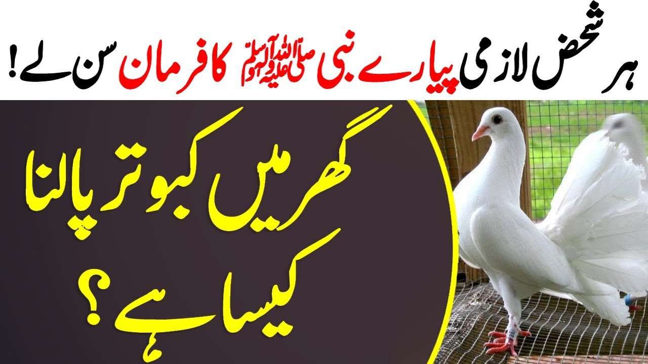 How Is Pigeon Breeding At Home According To The Prophet Saw Kabootar Pigeon Breeding Youtube