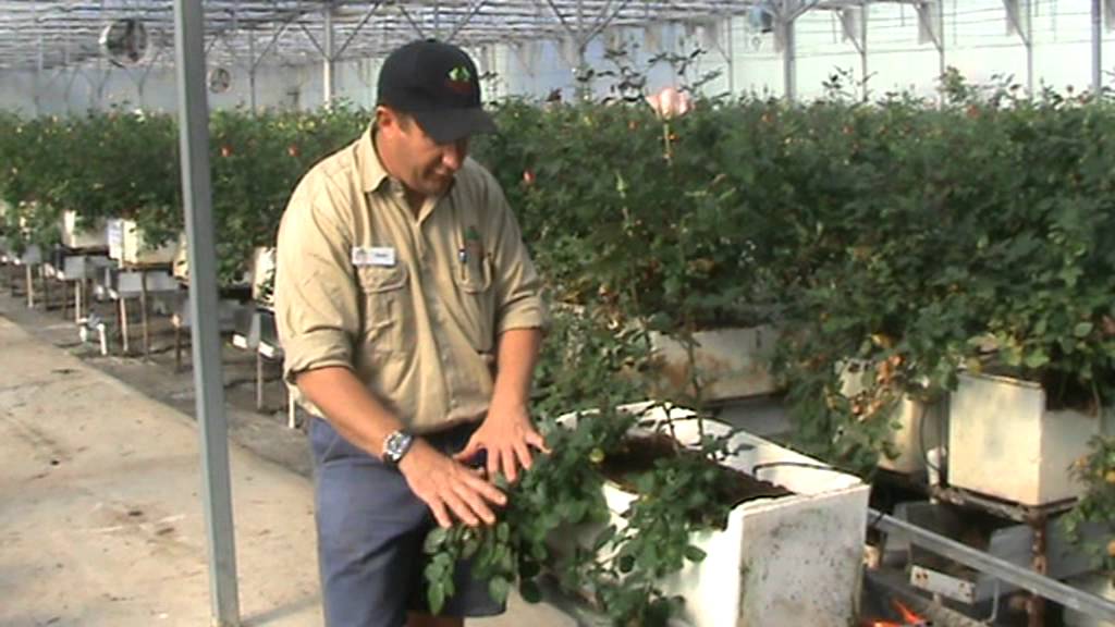 Wade Mann from Roses 2 Go Florists and A Dozen Roses Rose Farm explaining rose plant management