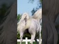 At 🐎 atlar 🐎 شاعر خيل عربي تركي فرسان زمان في ليوم