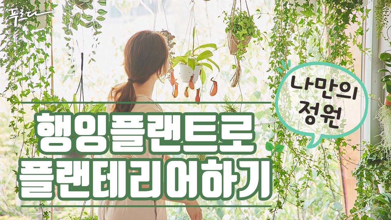 가성비 좋은 행잉플랜트로 플랜테리어하기│행잉식물 종류 베스트만 모았다! #인테리어식물 #식물인테리어 #planterior