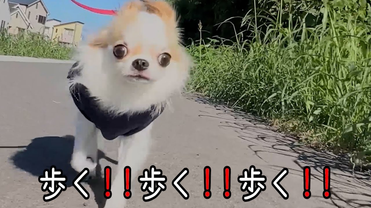 歩く‼️歩く‼️歩く‼️