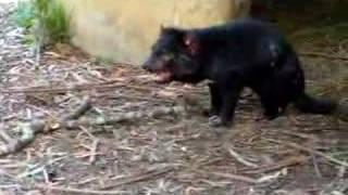 Tasmanian Devil Screaming