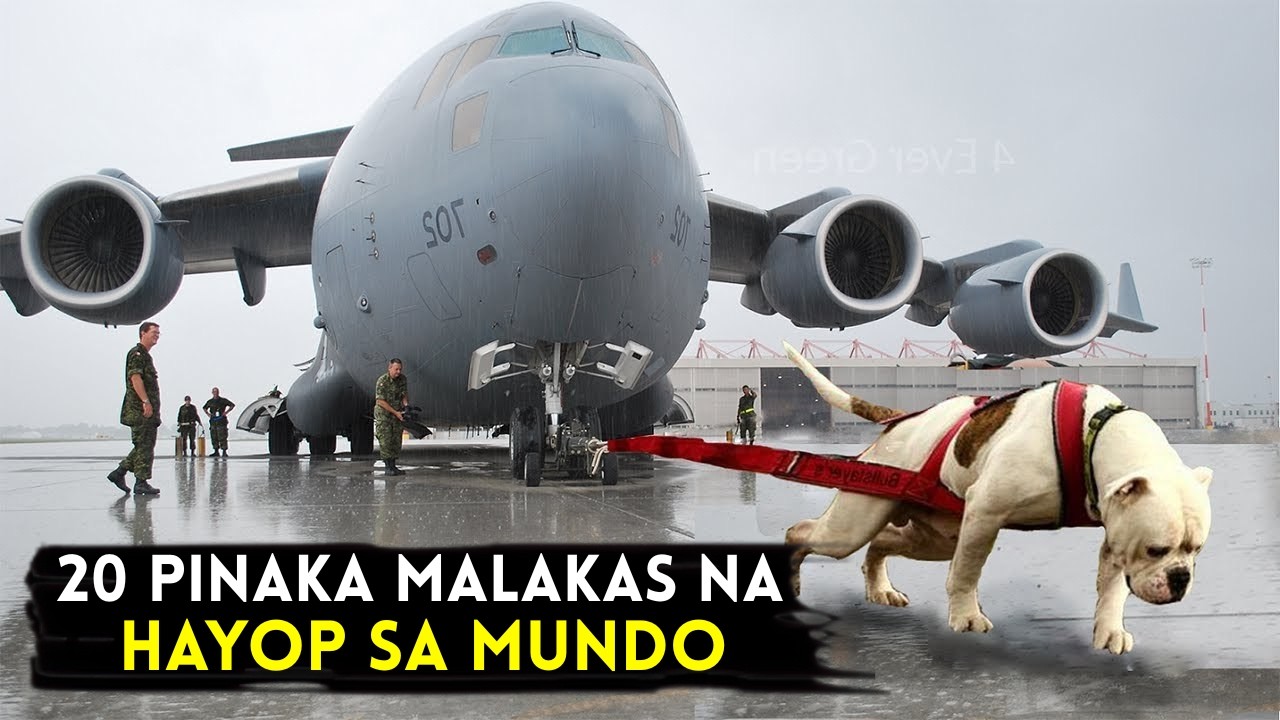 20 Pinaka MALAKAS na Hayop sa Buong Mundo