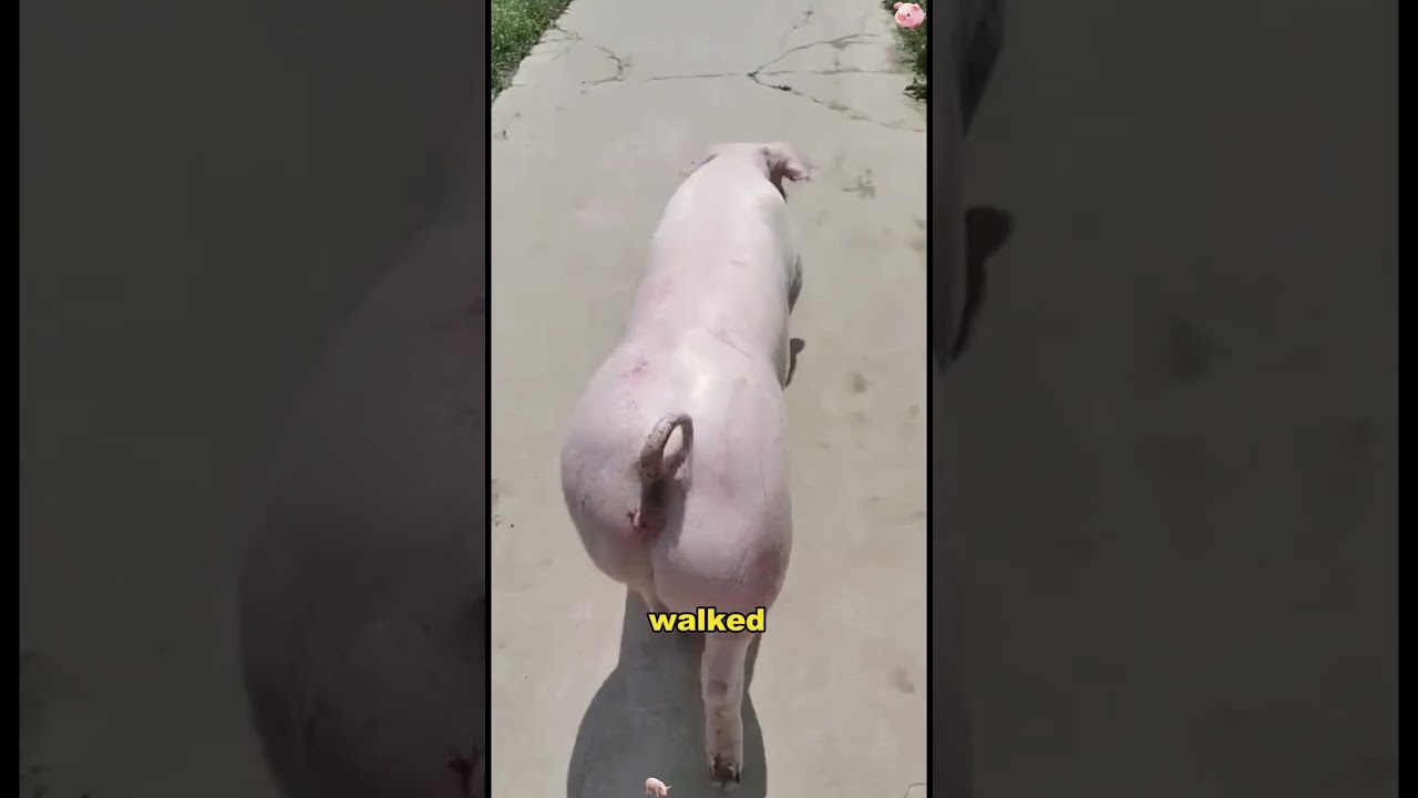 Pig Escapes Slaughter, Finds a Loving Home#animals #Friendship #Us