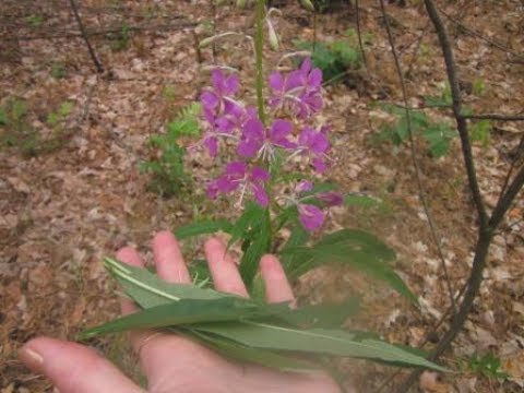 Иван-чай (кипрей узколистный) Epilobium angustifolium. Часть 1. Сбор иван-чая, как выглядит иван-чай