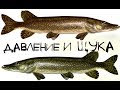 Как атмосферное давление влияет на клёв щуки?! При каком давлении щука лучше клюет?