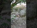 Река Кокозка