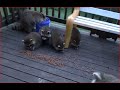 Baby Raccoons Part I - Saturday
