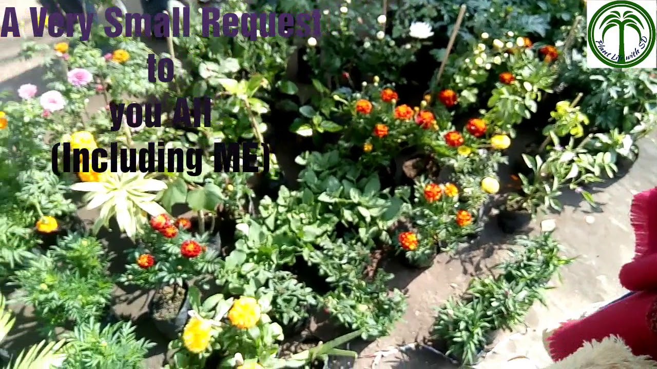 🌱🌲Local Plant seller🌳🌴...... YouTube