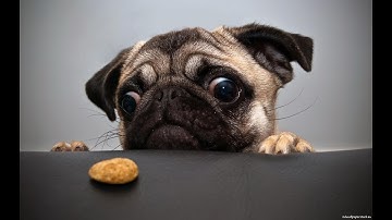 Unit 4 Lesson 5 Coding Activity 1