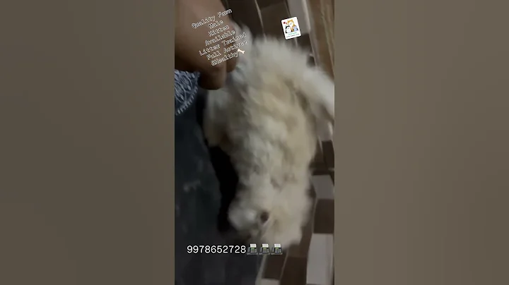 Video 8231361: himalayan cat, persian cat, kitten cats catlife, cat quality kittens, cat male kitten, pets