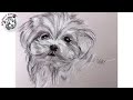 Como Dibujar un Perrito con Carboncillo y Lapiz Carbon Blanco y Negro | Dibujo Artistico: un cachorr